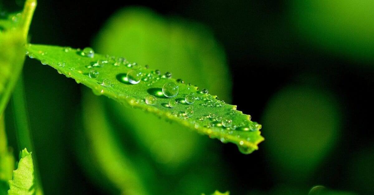 Beginner photography techniques: 01 Get subjects sharp