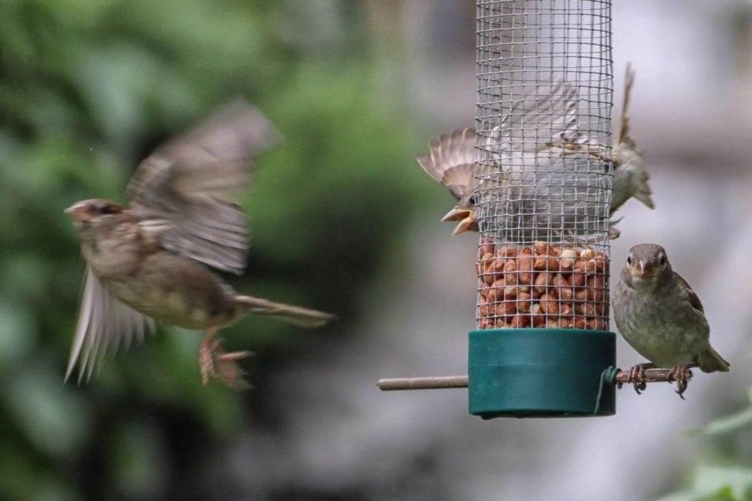 Camera focusing tips: 06 Camera fails to adjust focus when subject moves