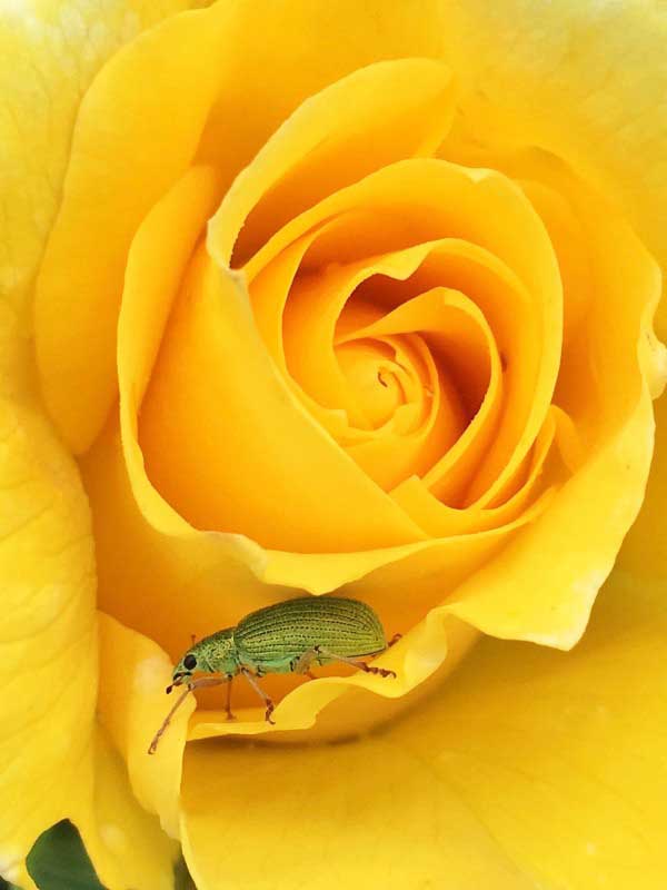 Society of International Nature and Wildlife Photographers 