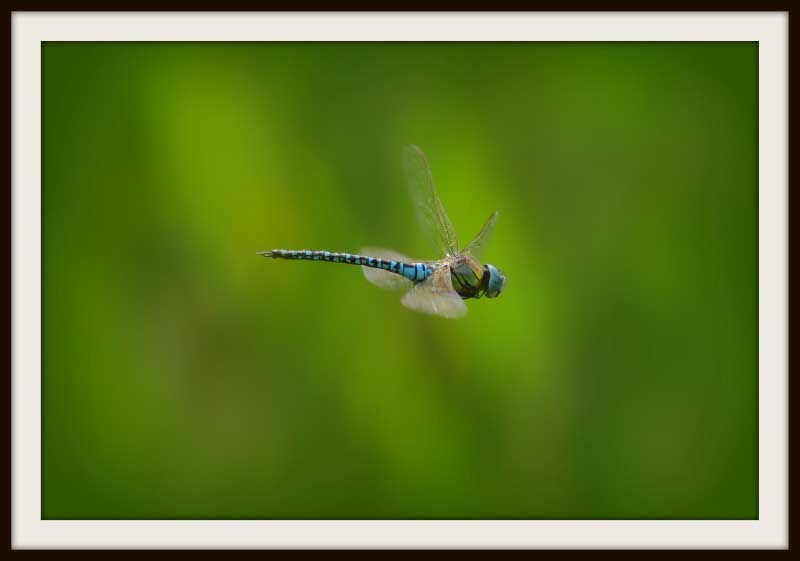 Society of International Nature and Wildlife Photographers 