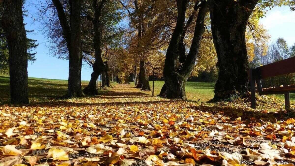 Autumn photography: 01 Try a low angle
