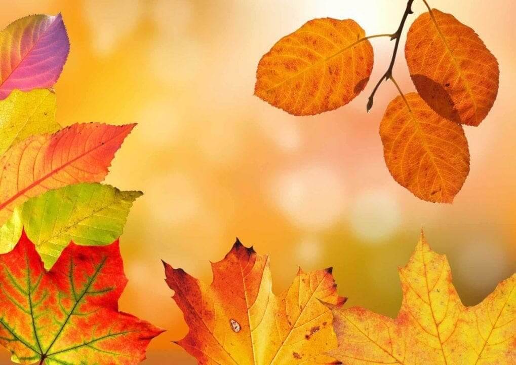 Autumn photography: 03 Compress perspective