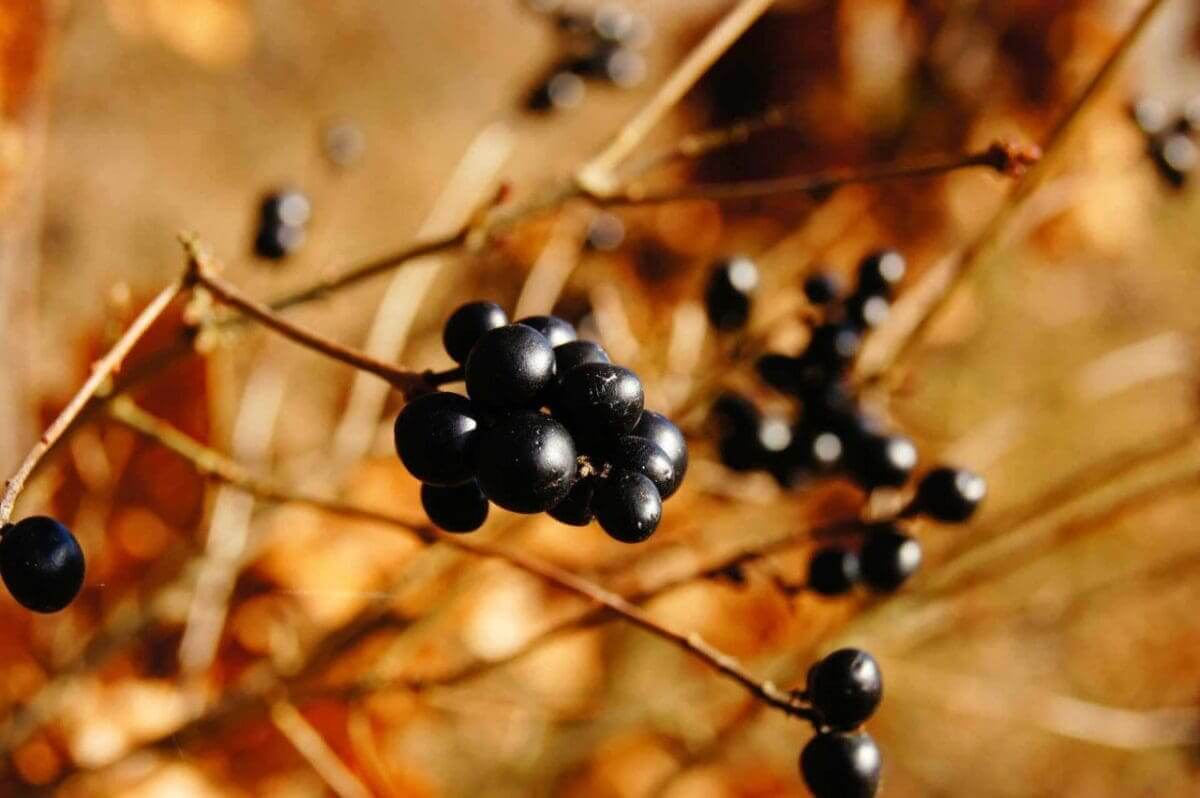Autumn photography: 04 Autumn still life