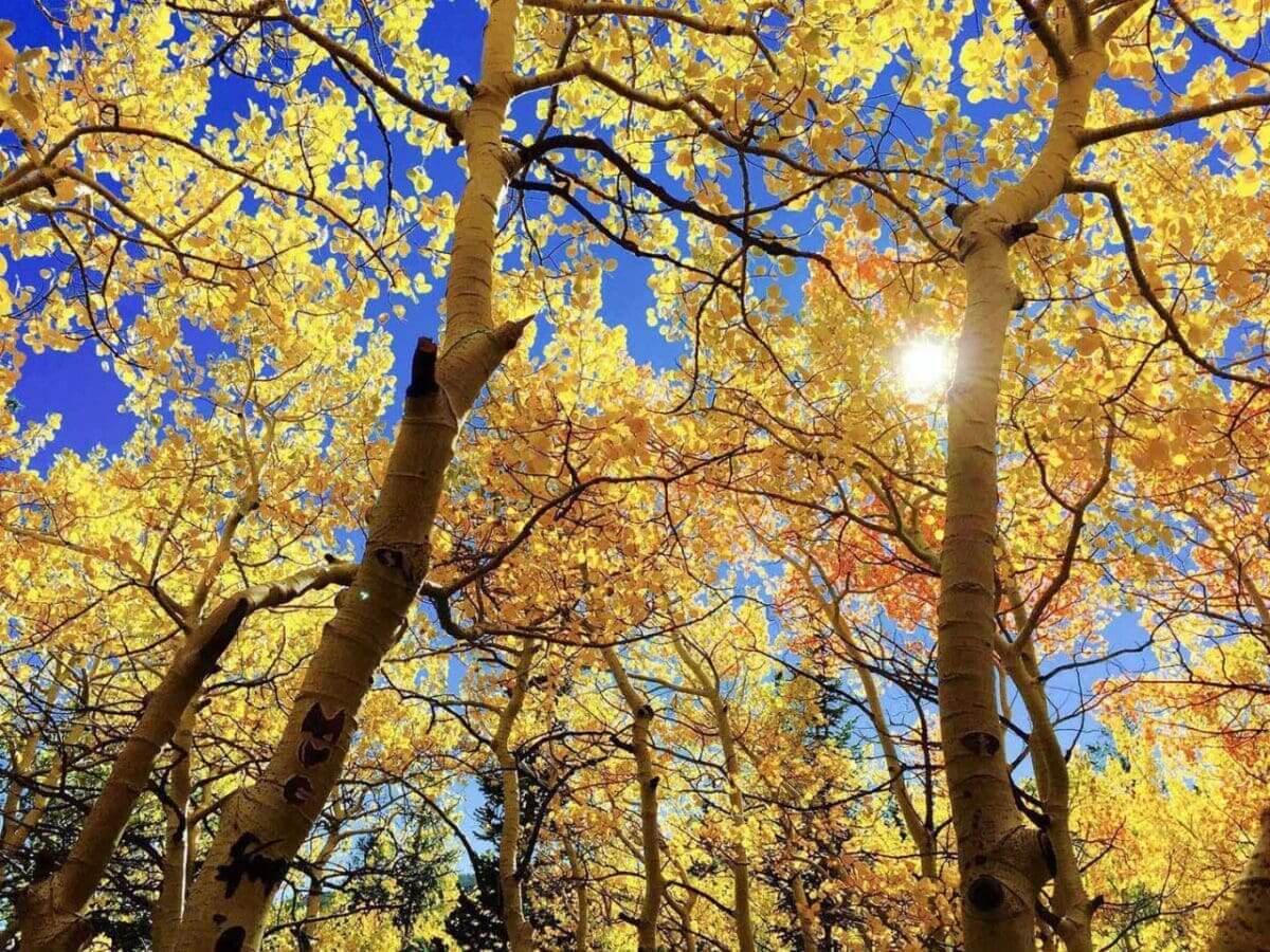Autumn photography: 05 Clear blue skies