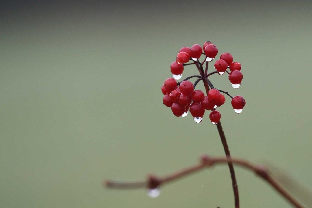Autum images: it’s all about the background