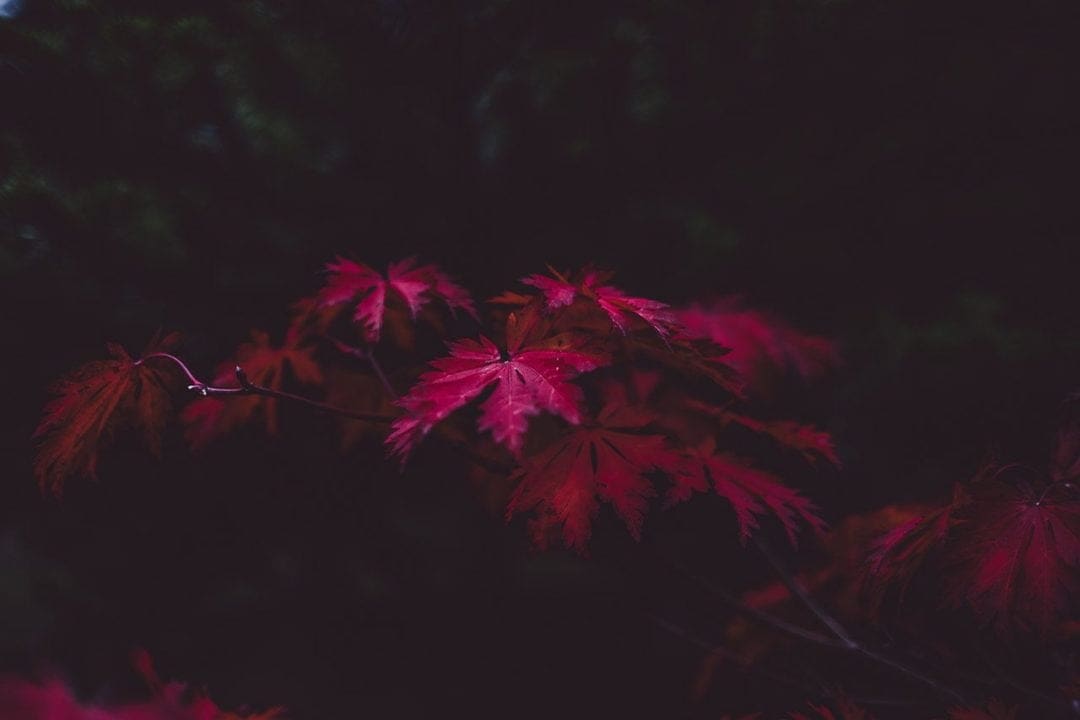 Autumn colours: 06 Use enhancing filters