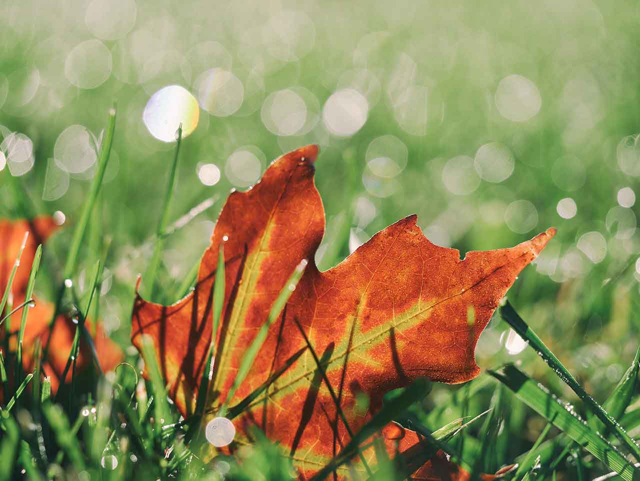 Autumn colours: Autumn colours: 03 avoid flare