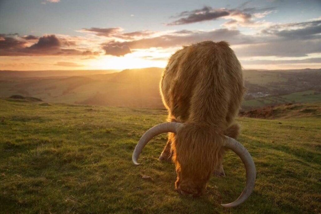 Highland cattle