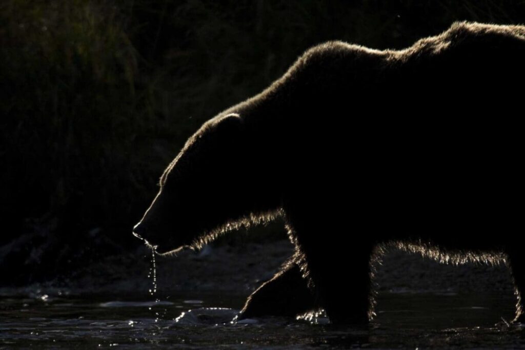 Backlit bear