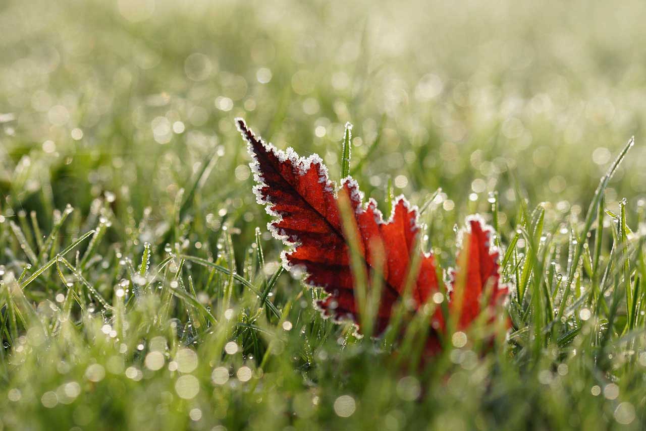 Photo composition ideas: get low