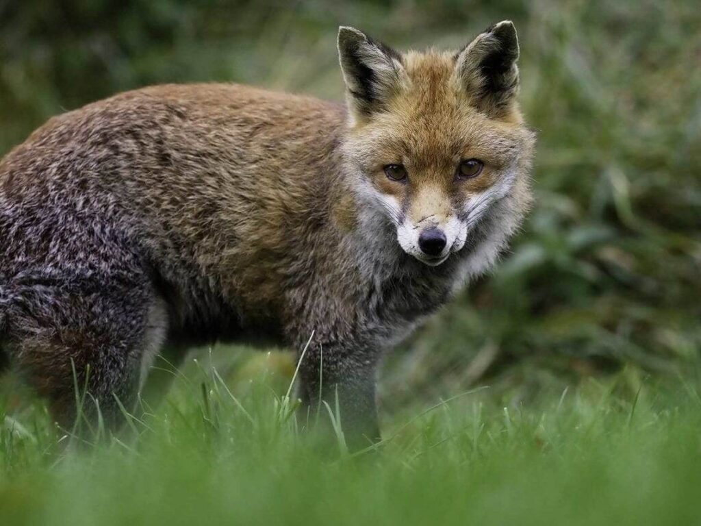 Fox