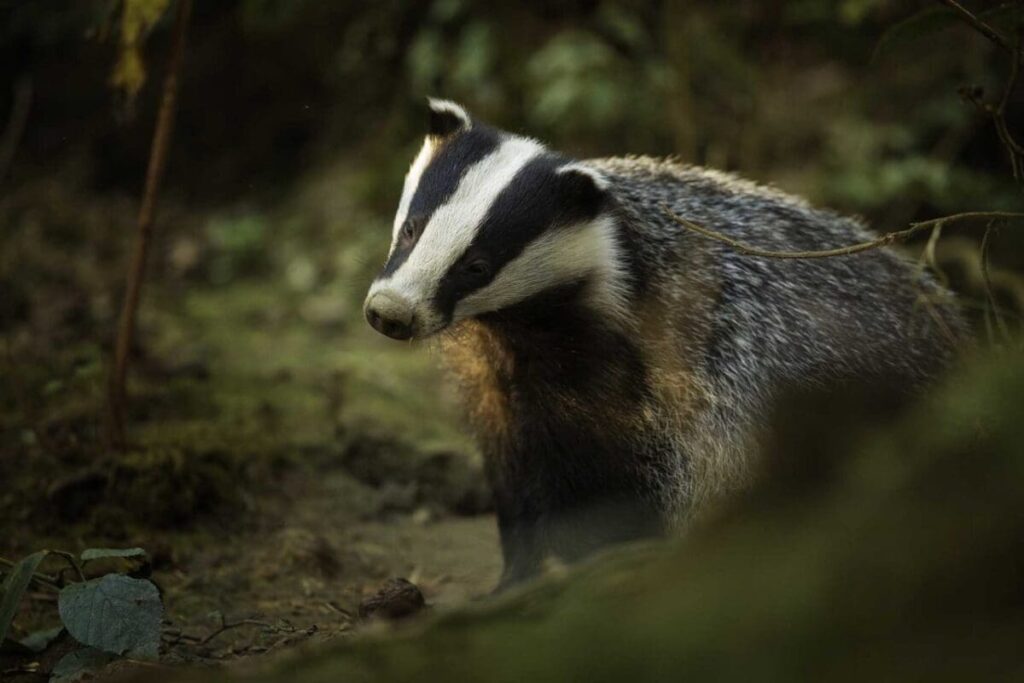 Badger