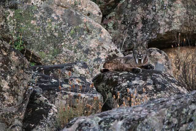 Iberian lynx - Luke Massey/tpoty.com