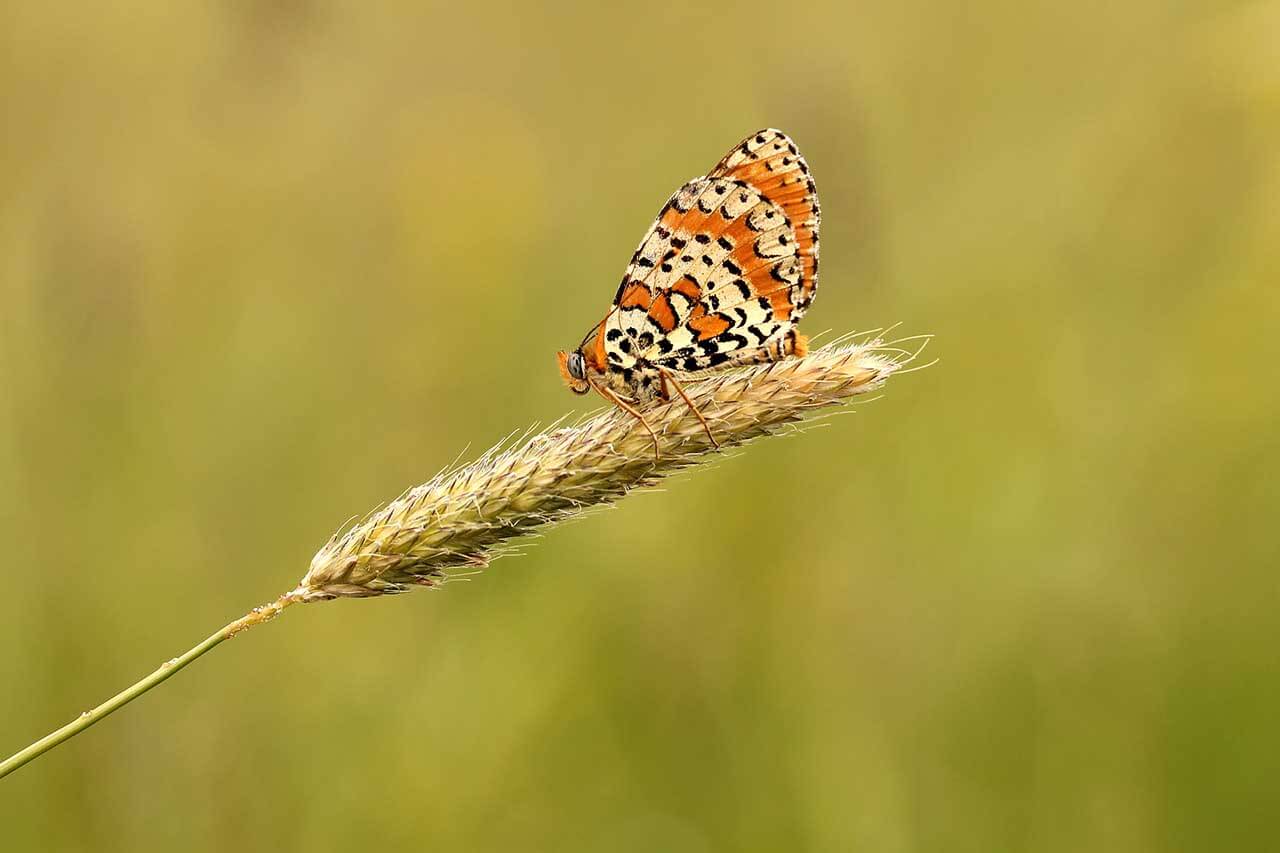 Which f stop for shallow depth of field?