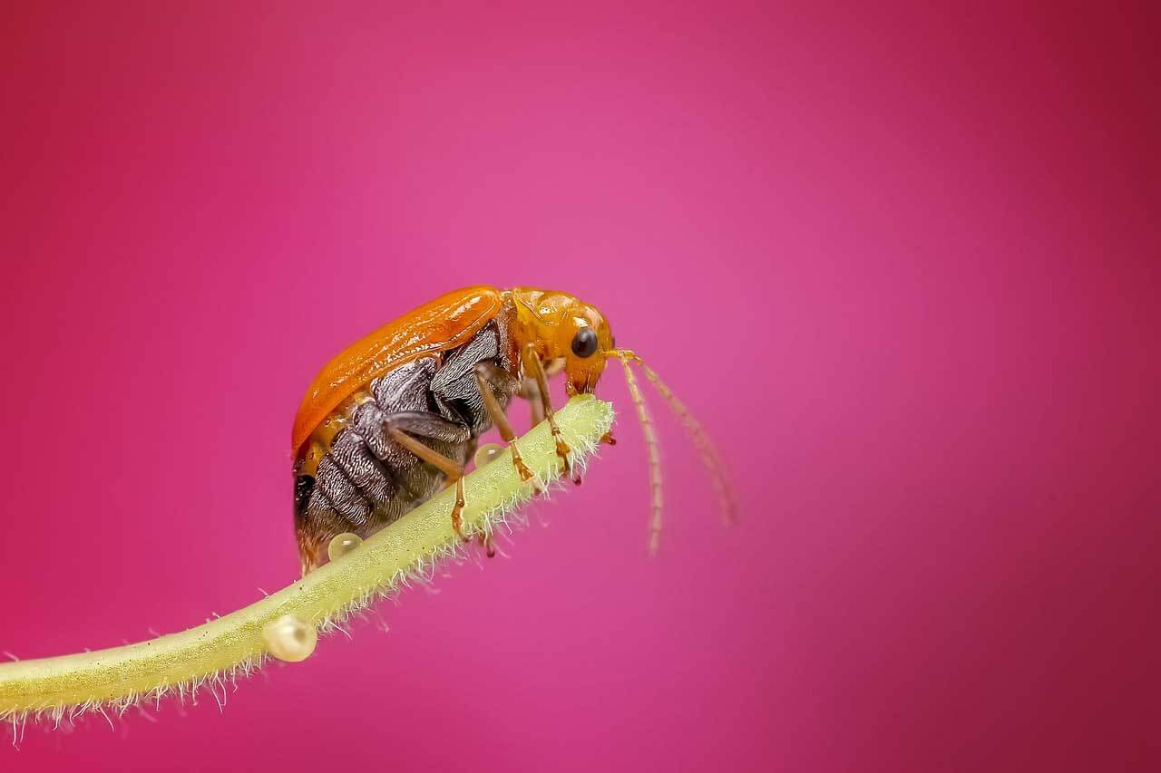 How are lens aperture and depth of field related?