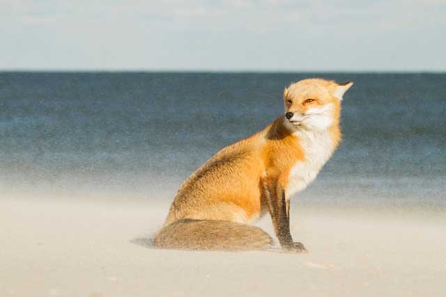 Fox in snow - Courtney Moore/tpoty.com