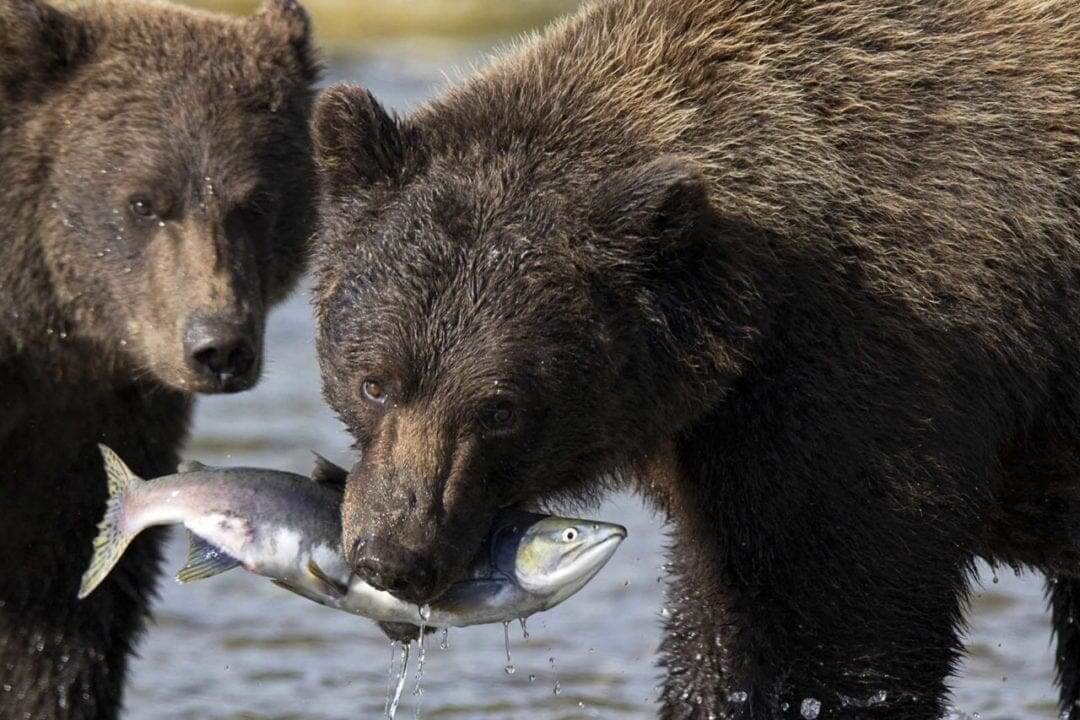 Consider wildlife workshops or tours