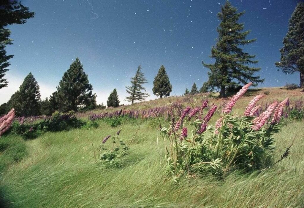 OpticFilm 8200i