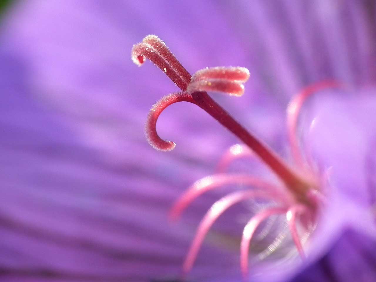 How to get shallow depth of field on a compact camera