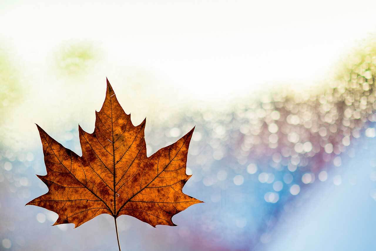 Landscape photography ideas: 01 Make Bokeh