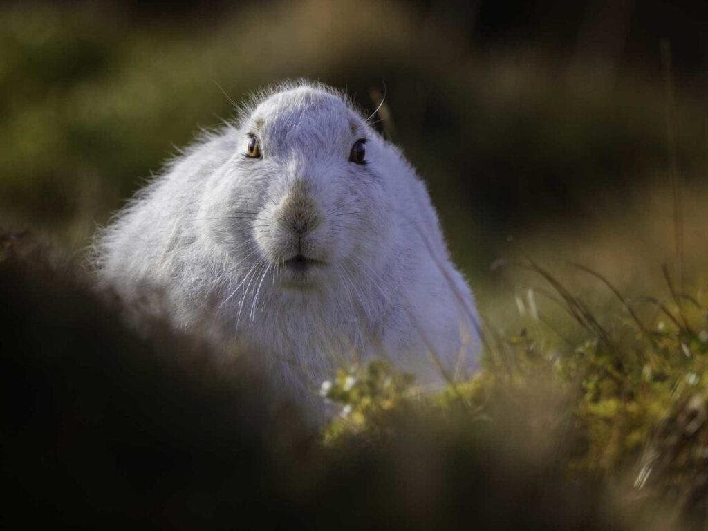 Hare
