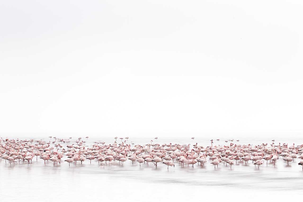 Wildlife - Alessandra Meniconzi (Switzerland)