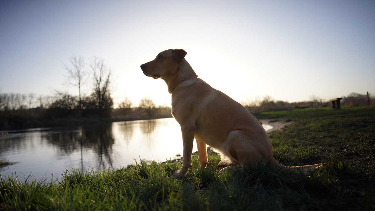 Tokina FiRIN 20mm
