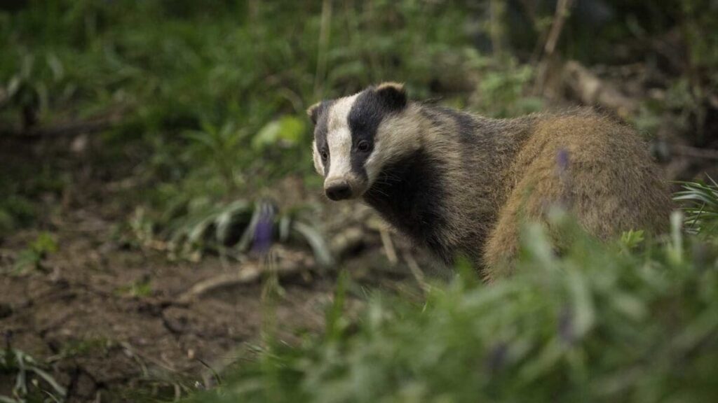 Badger