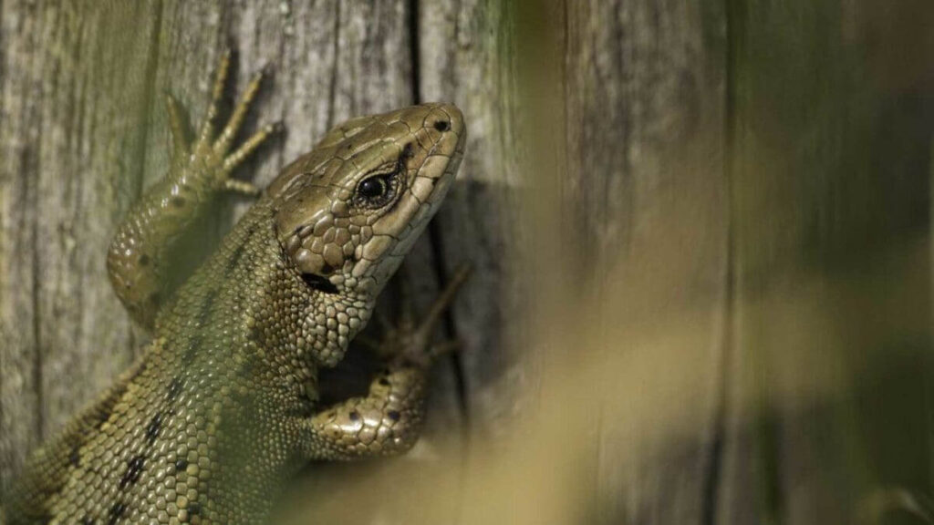 Lizard