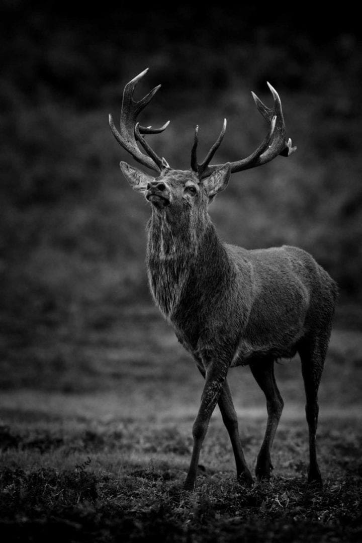 Do not harass or chase the Deer