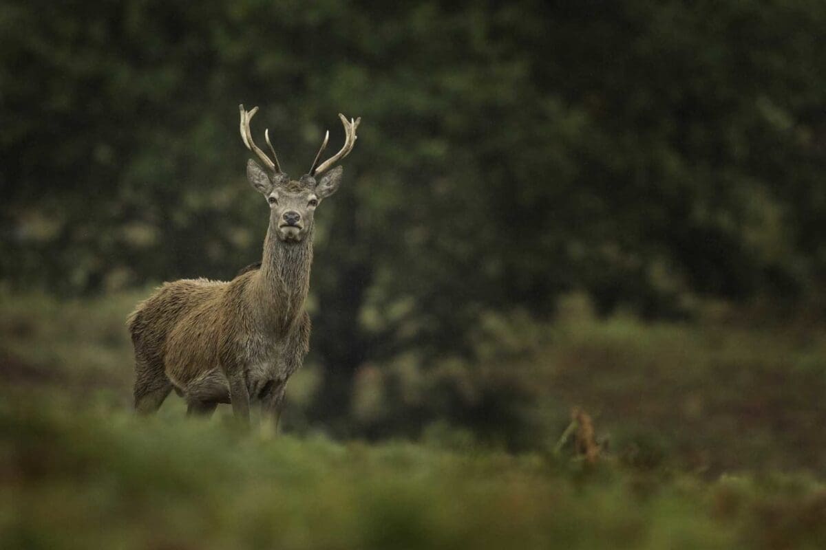 How to photograph deer