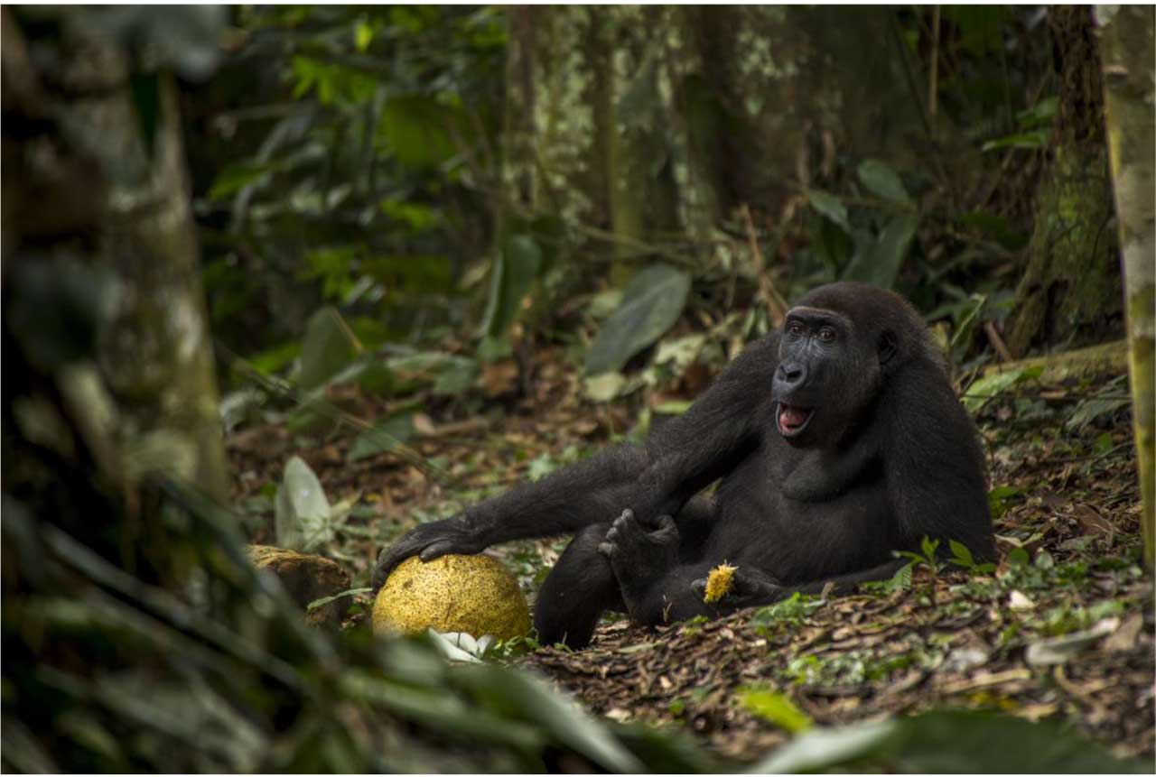Wildlife Photographer of the Year 2017 winners: Young Award winner