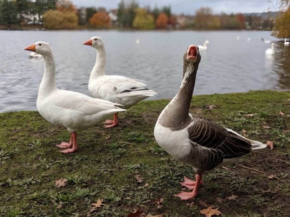 Google Pixel 2 Camera Review: sample photos