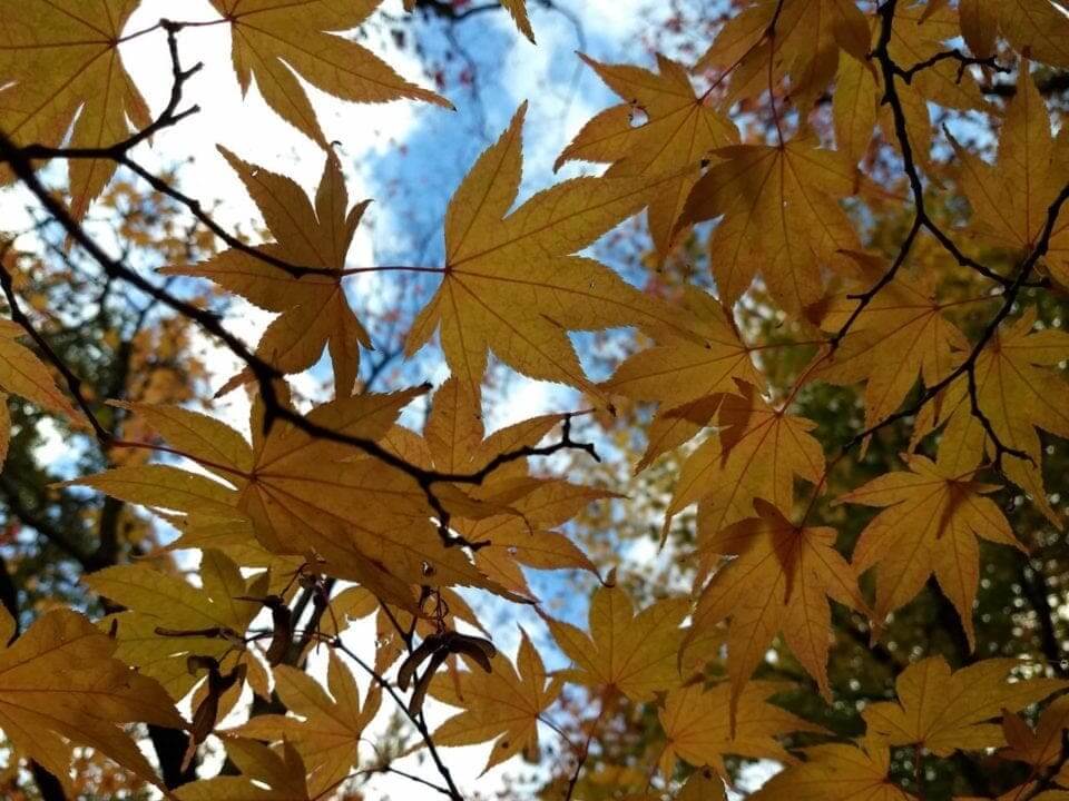 Motorola Moto Z2 Play Camera Review: sample images