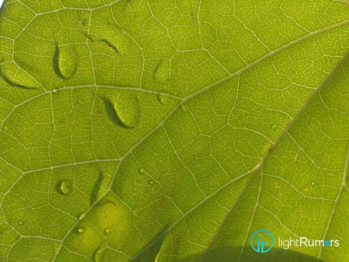 Shooting with the Light L16 camera: interview with an early beta tester