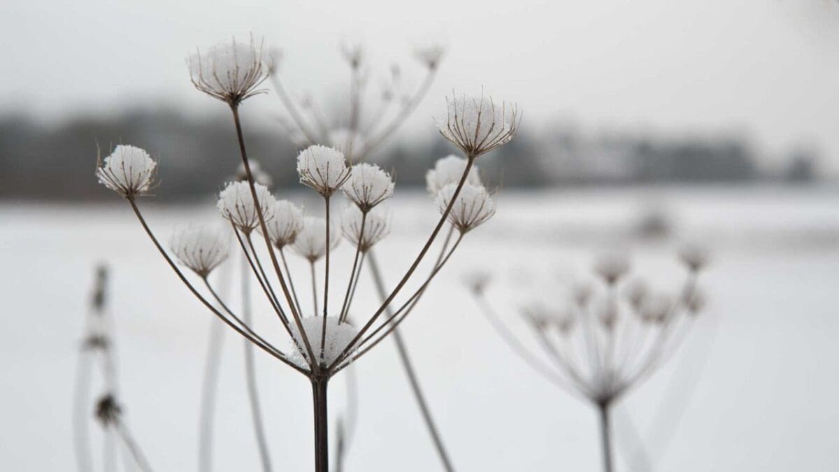 How to photograph snow