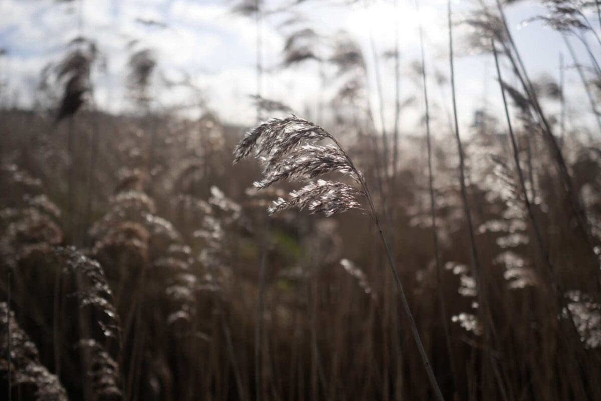 Panasonic GX9 Review: sample photos