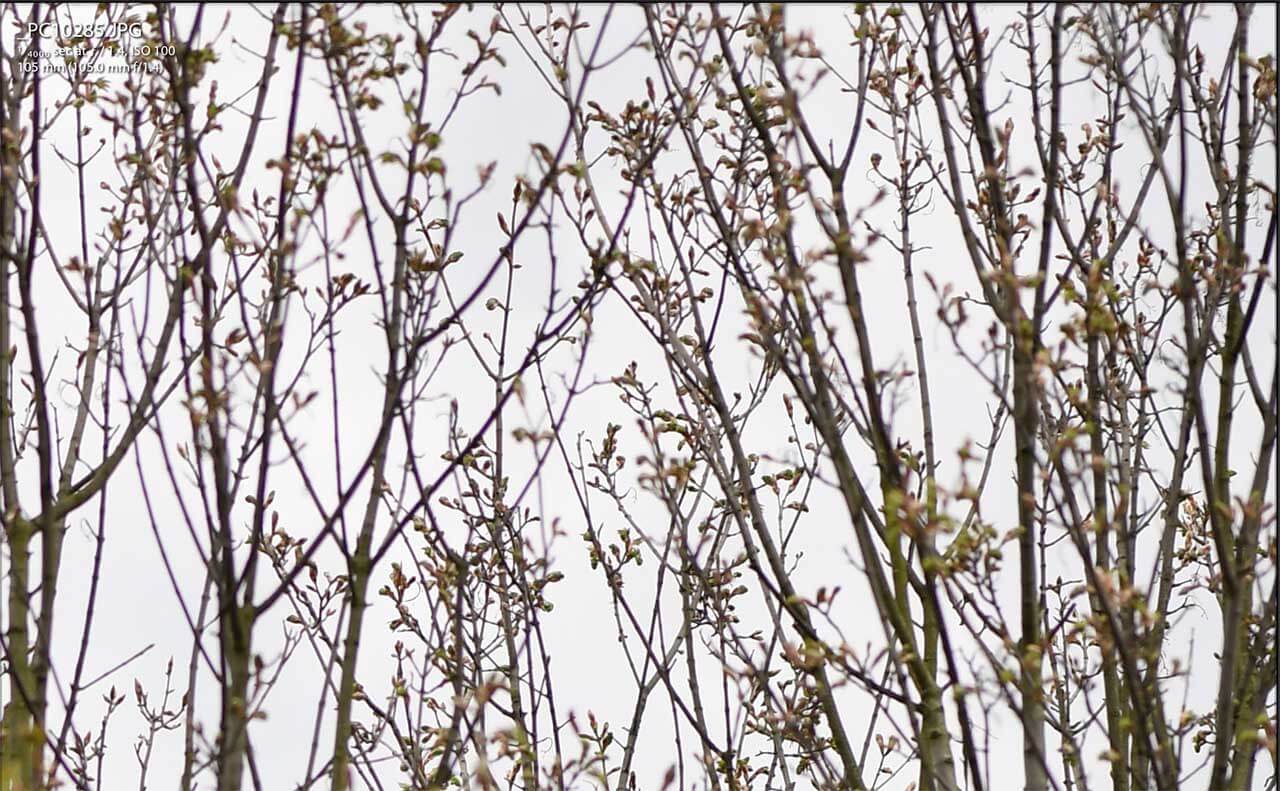 Nikon 105mm f/1.4E ED review: sample photos    