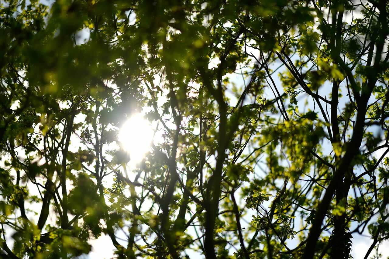 Nikon 105mm f/1.4E ED review: sample photos    