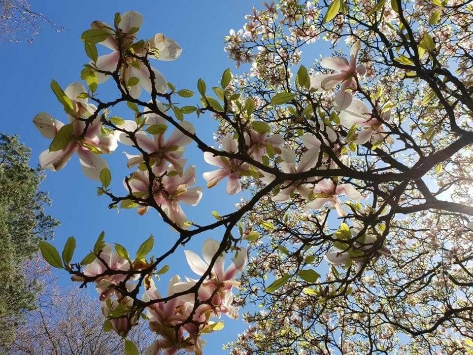 Samsung S9 Camera Review: sample photos