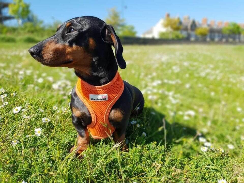 Samsung S9 Camera Review: sample photos
