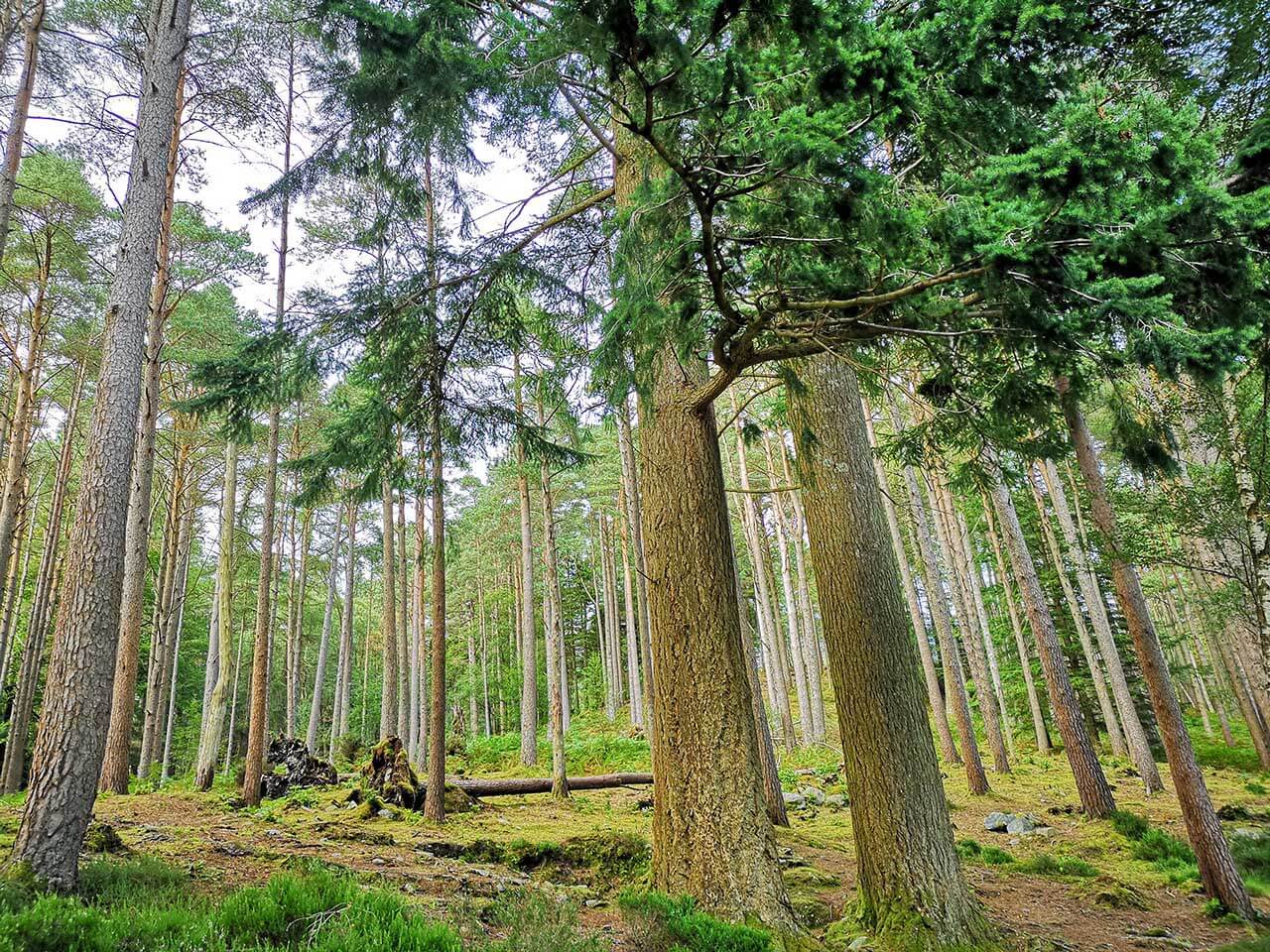 Shooting landscapes with P20 Pro: Greenery