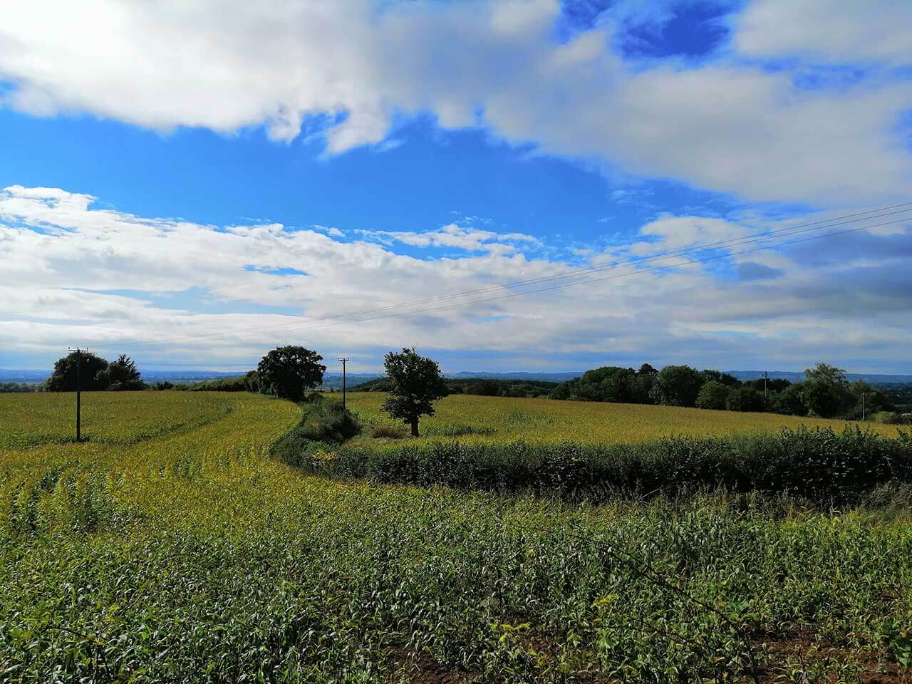 Huawei Mate 20 Lite camera review: sample photos