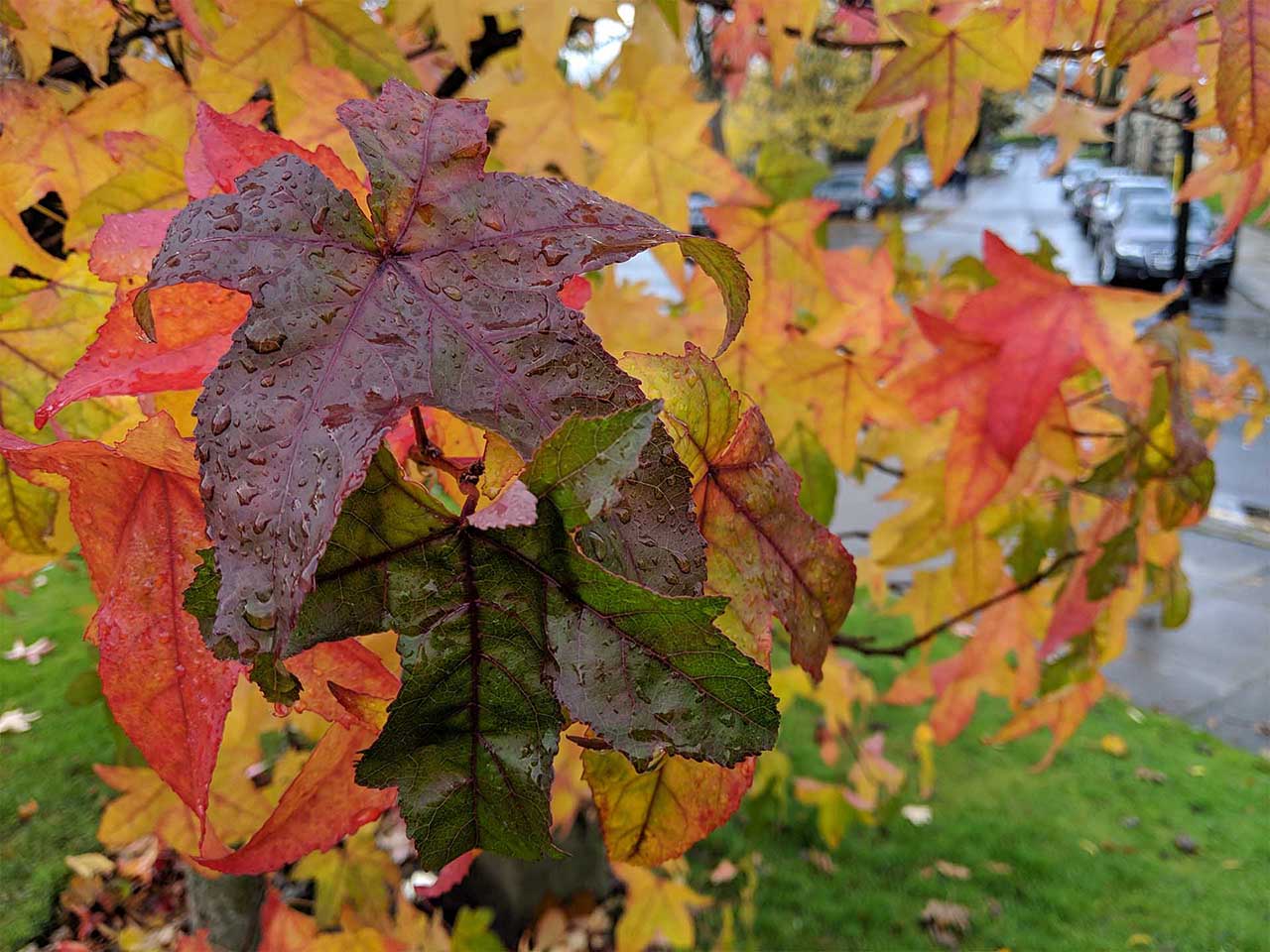 Google Pixel 3 Sample Photos