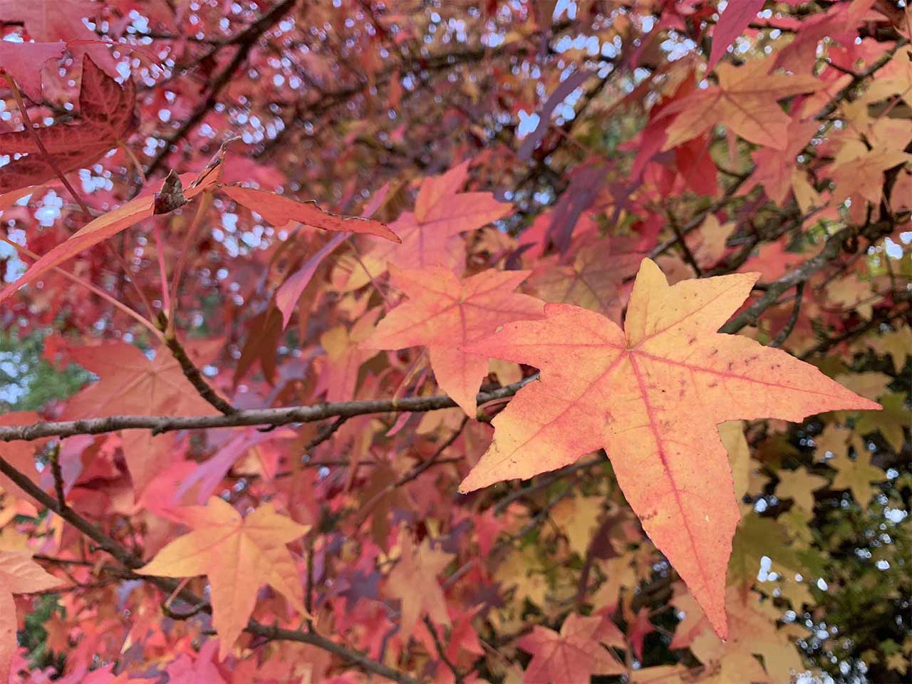 iPhone XR camera review: sample photos