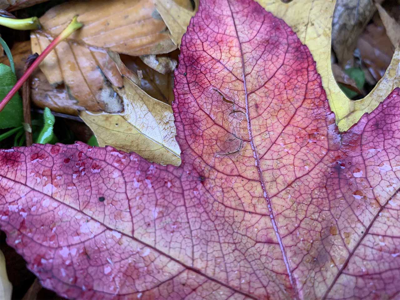 iPhone XS vs Huawei Mate 20 Pro: Camera app