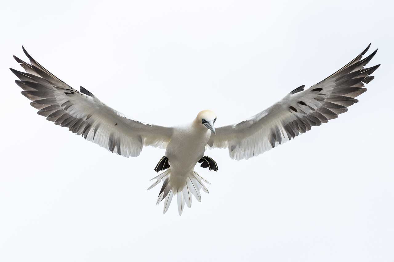 Best cameras for wildlife photography