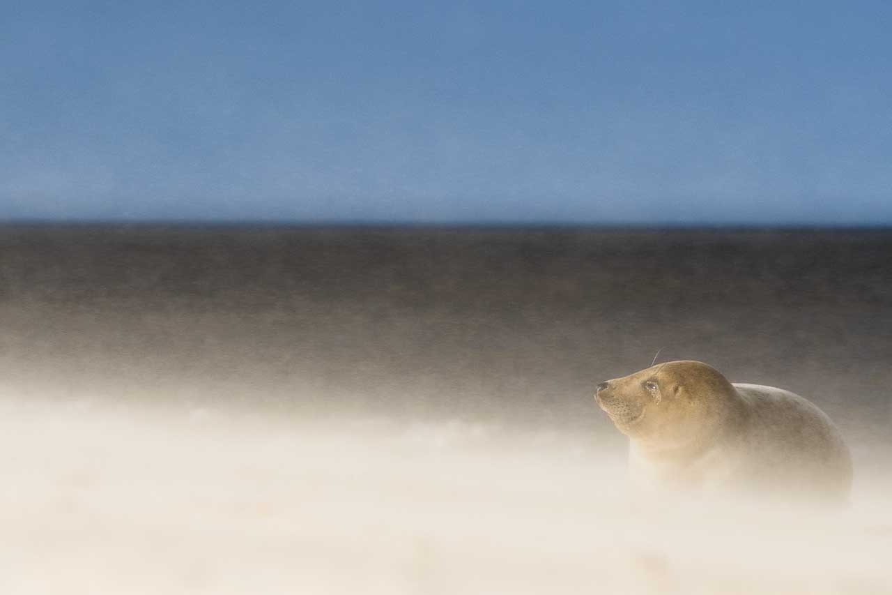 Best cameras for wildlife photography