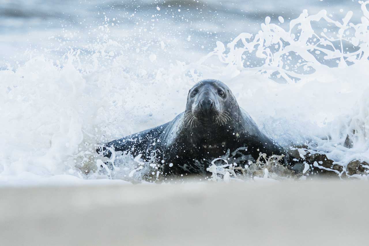 Best cameras for wildlife photography