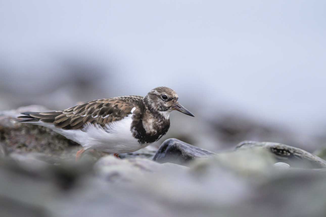 DSLR or mirrorless for Wildlife Photography?